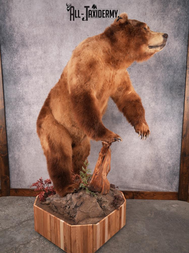 Alaskan Kodiak Brown Bear SKU 3165 - Image 8