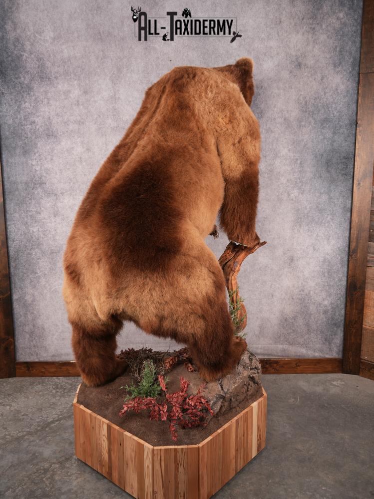 Alaskan Kodiak Brown Bear SKU 3165 - Image 6