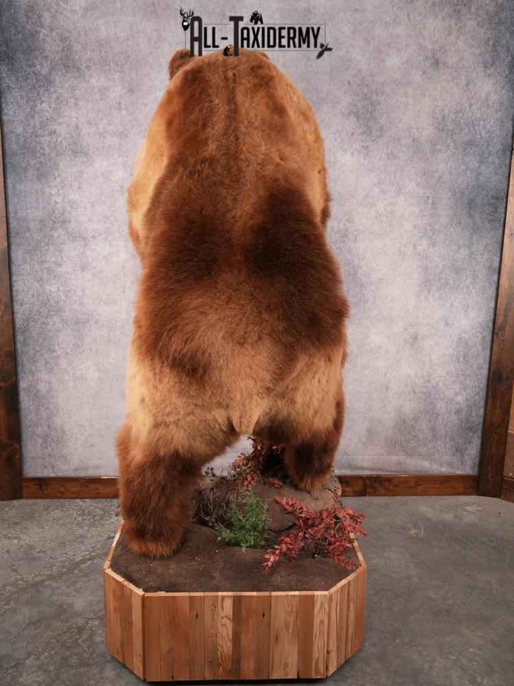 Alaskan Kodiak Brown Bear SKU 3165 - Image 5
