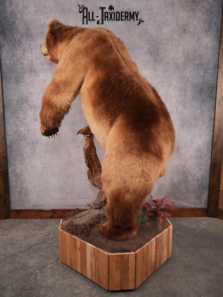 Alaskan Kodiak Brown Bear SKU 3165 - Image 4