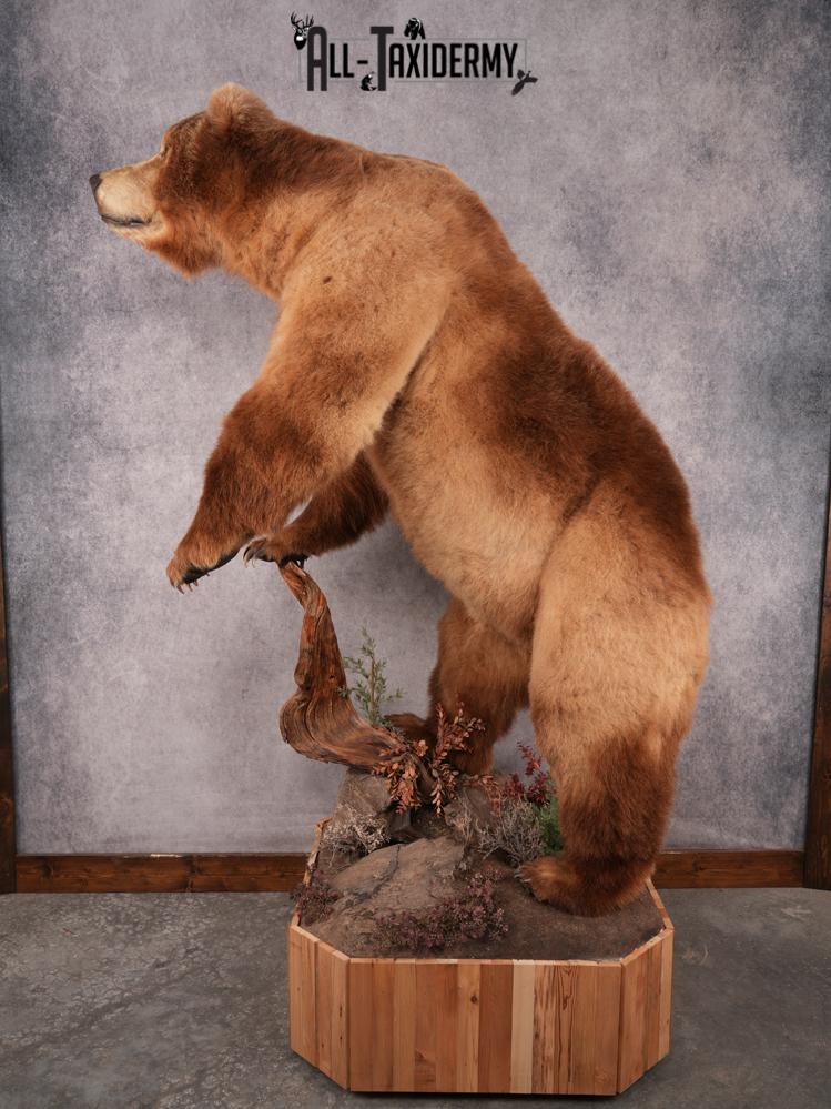 Alaskan Kodiak Brown Bear SKU 3165 - Image 3