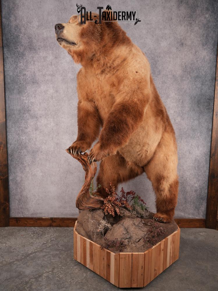 Alaskan Kodiak Brown Bear SKU 3165 - Image 2