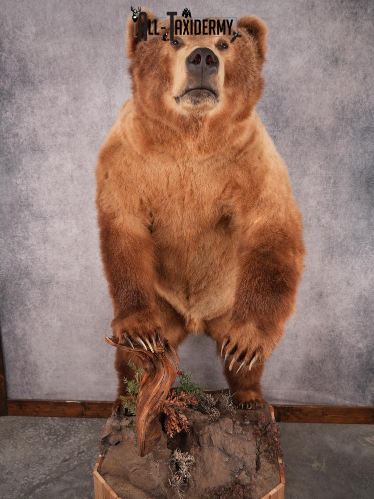 Alaskan Kodiak Brown Bear SKU 3165 - Image 9