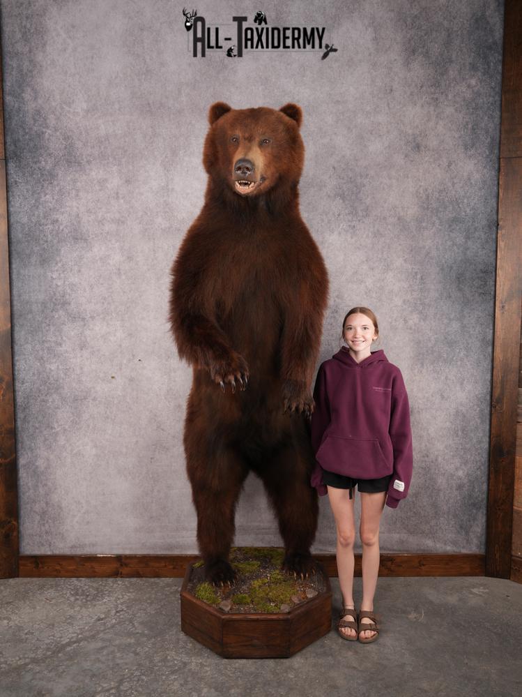 Full Body Brown Bear SKU 3459 - Image 19
