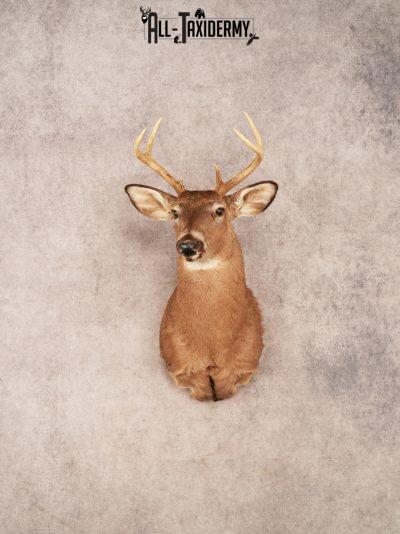 Whitetail Shoulder Mount SKU 3347