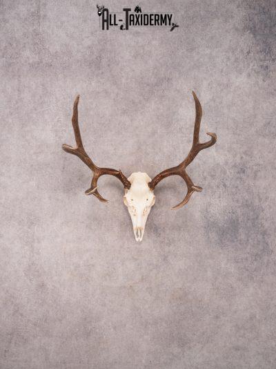 SKU 3408 Mule Deer Skull