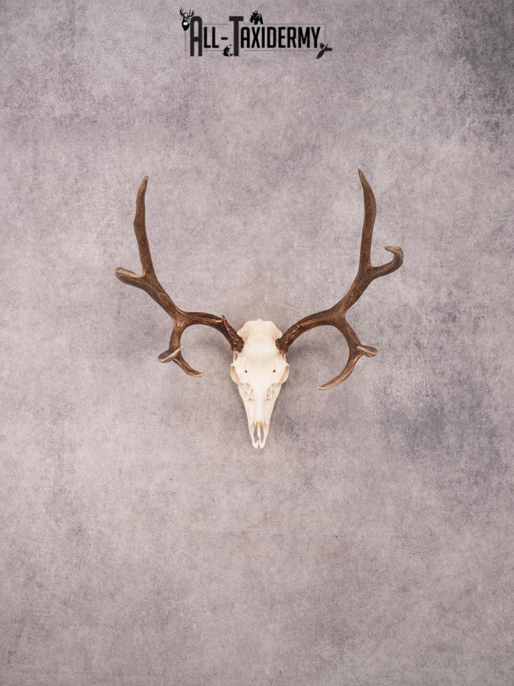 SKU 3408 Mule Deer Skull
