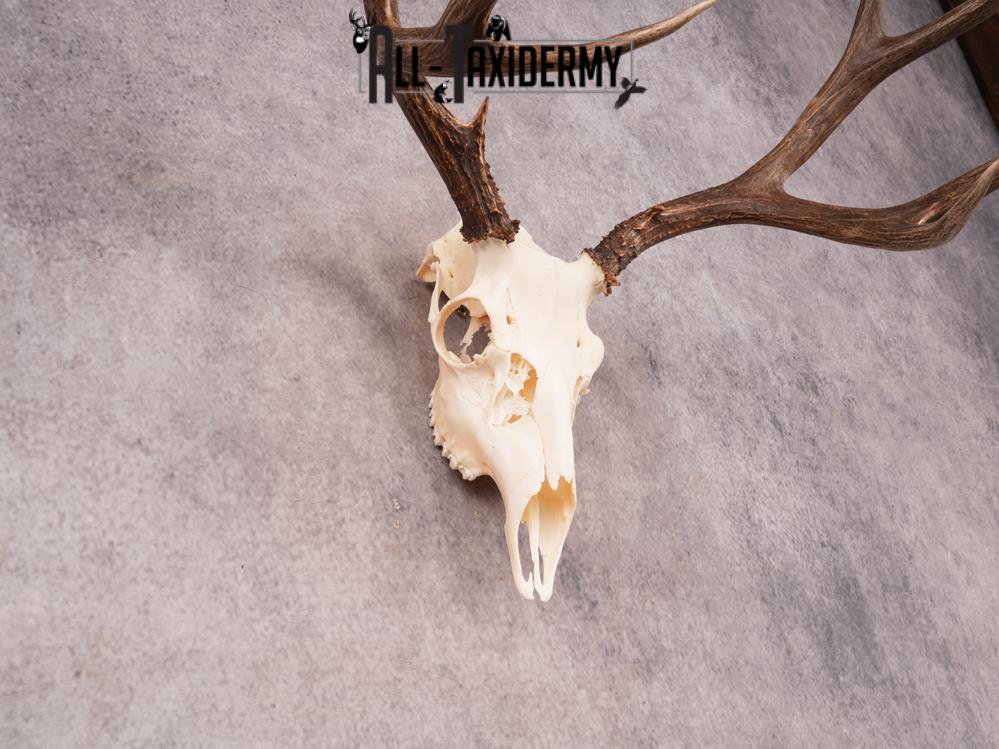 SKU 3408 Mule Deer Skull - Image 6