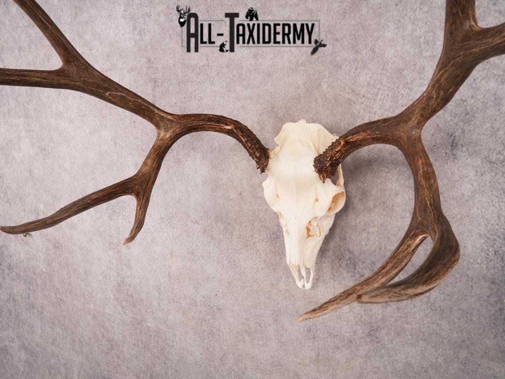 SKU 3408 Mule Deer Skull - Image 3