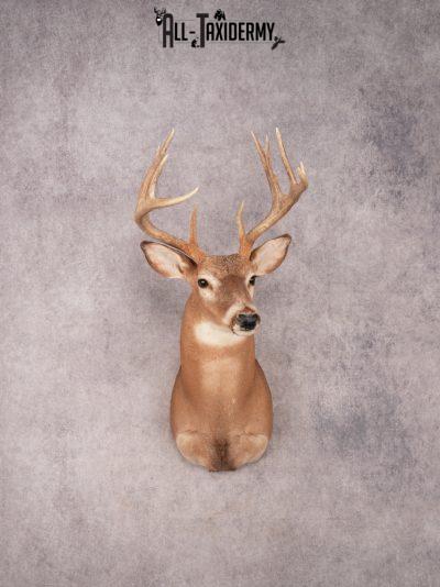 Whitetail Shoulder Mount SKU 3331