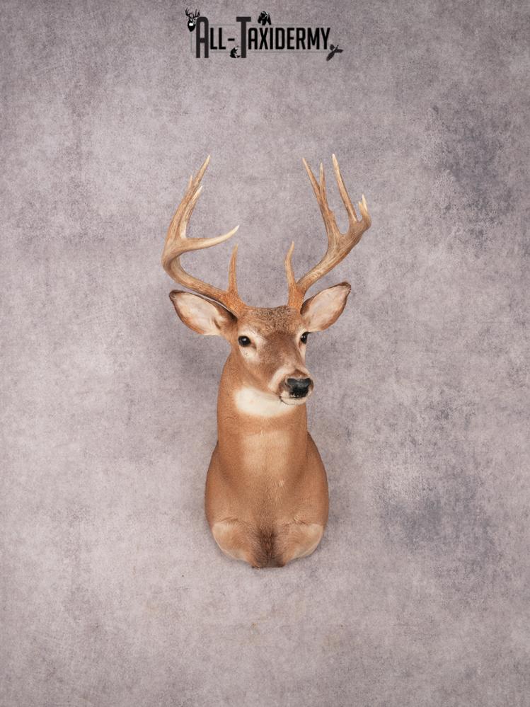 Whitetail Shoulder Mount SKU 3331