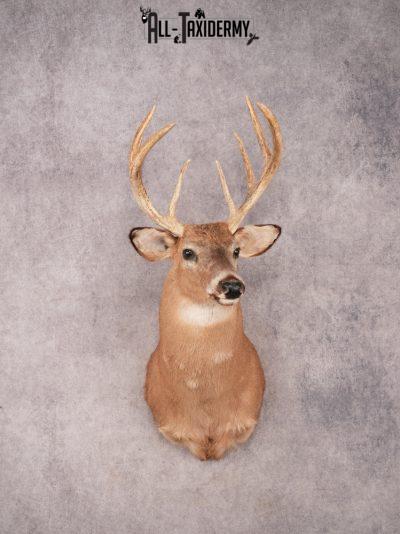 Whitetail Shoulder Mount SKU 3358