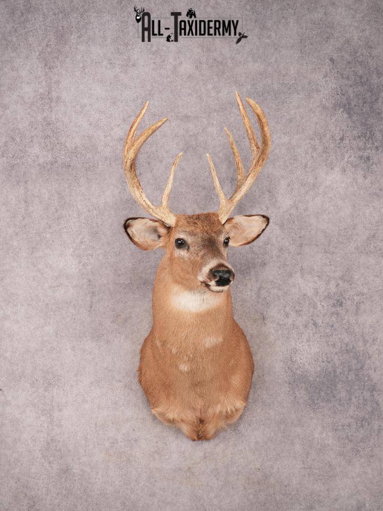 Whitetail Shoulder Mount SKU 3358
