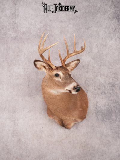Whitetail Shoulder Mount SKU 3341