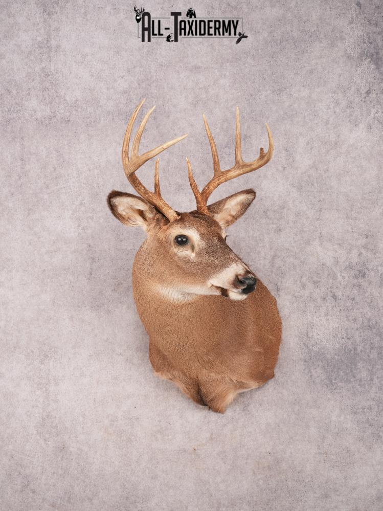 Whitetail Shoulder Mount SKU 3341