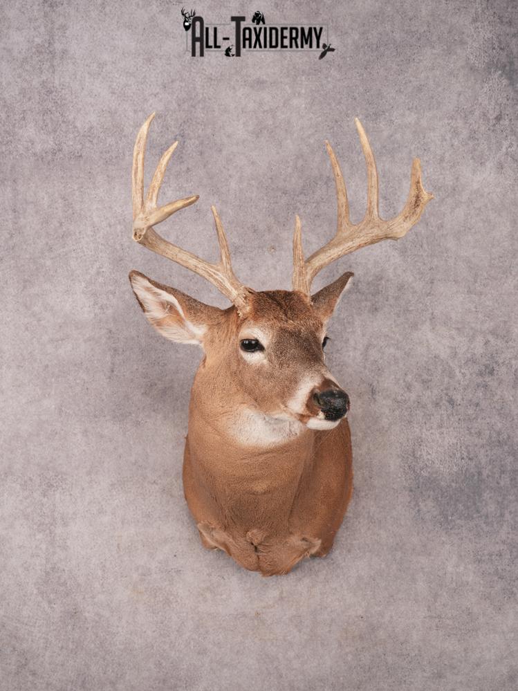 Whitetail Shoulder Mount SKU 3332