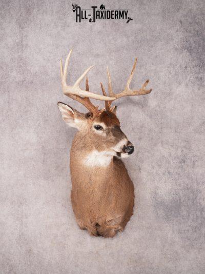 Whitetail Shoulder Mount SKU 3354