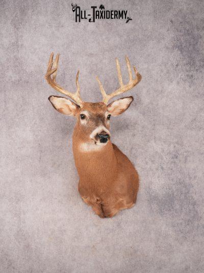 Whitetail Shoulder Mount SKU 3366