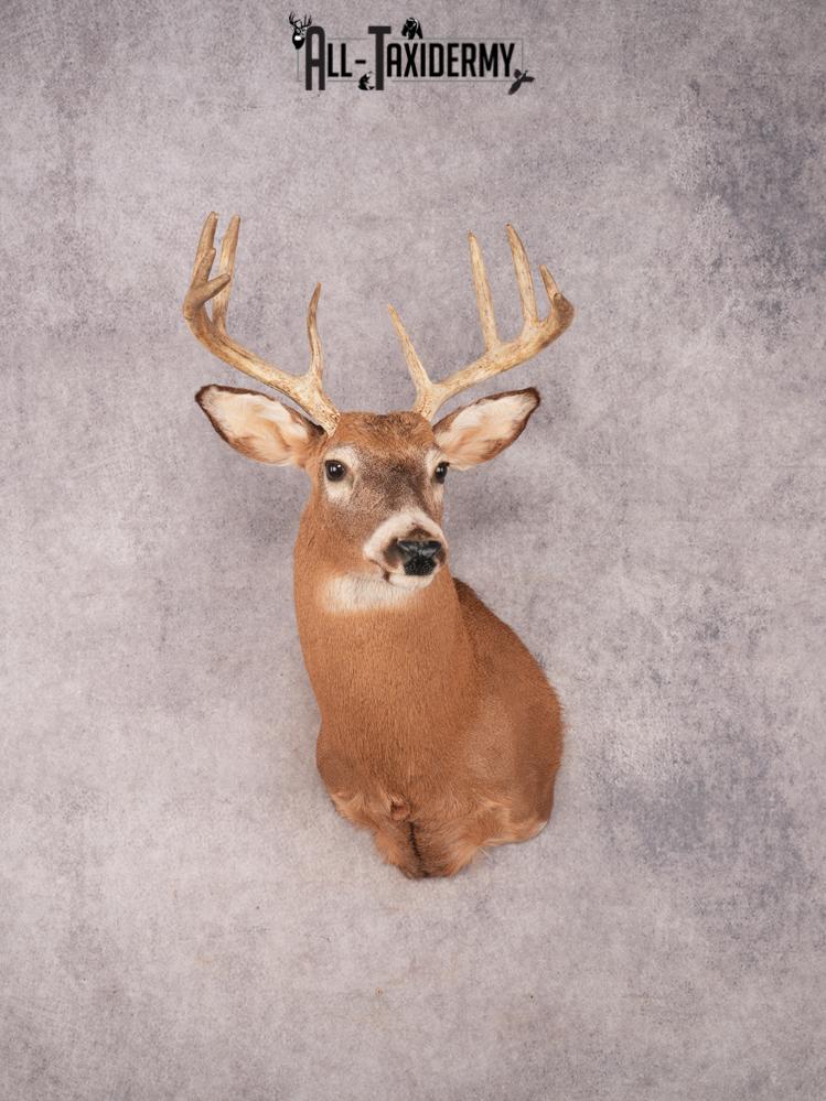 Whitetail Shoulder Mount SKU 3366