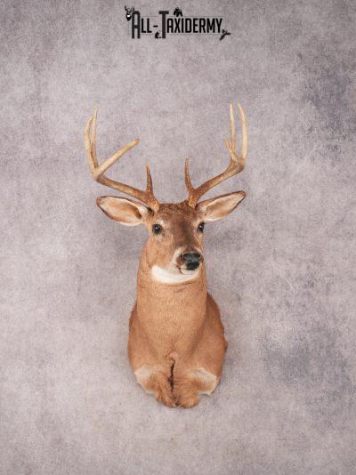 Whitetail Shoulder Mount SKU 3346