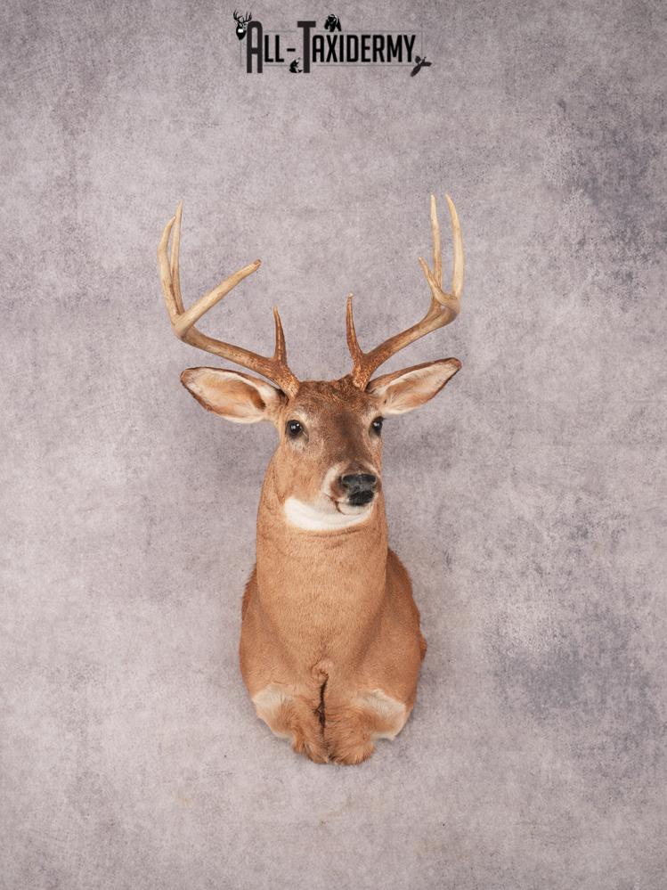 Whitetail Shoulder Mount SKU 3346