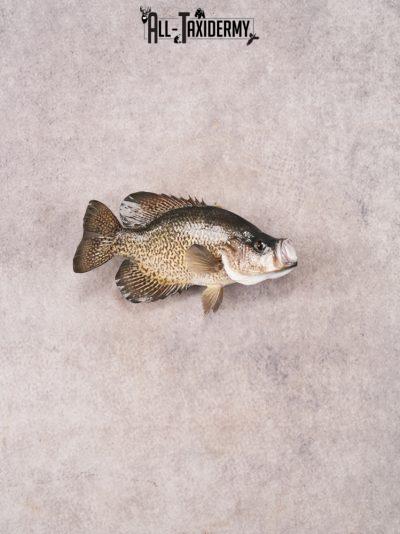 Black Crappie SKU 3425