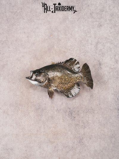 Black Crappie SKU 3424