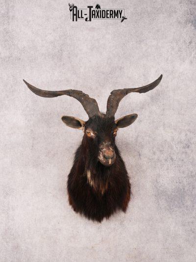 Black Goat Shoulder mount SKU 3343