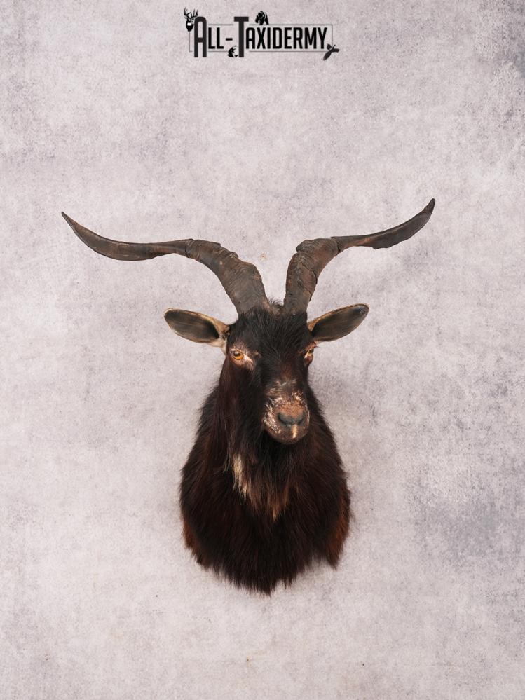 Black Goat Shoulder mount SKU 3343
