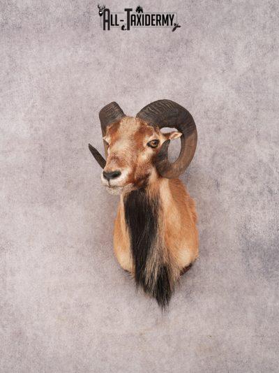 Corsican Ram Shoulder Mount SKU 3334