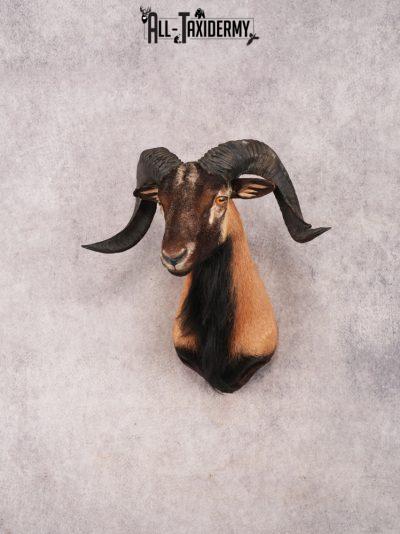 Corsican Sheep SKU 3336