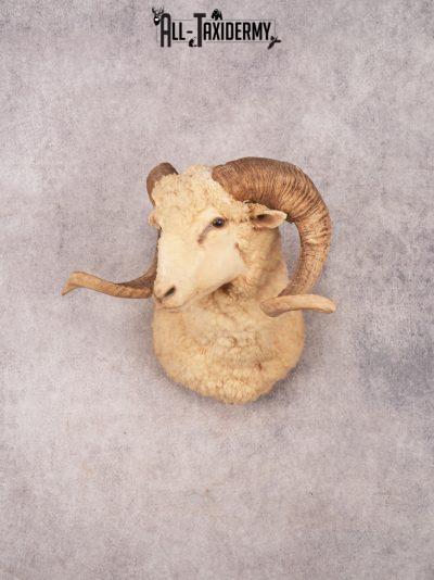 Barbarossa Sheep SKU 3333