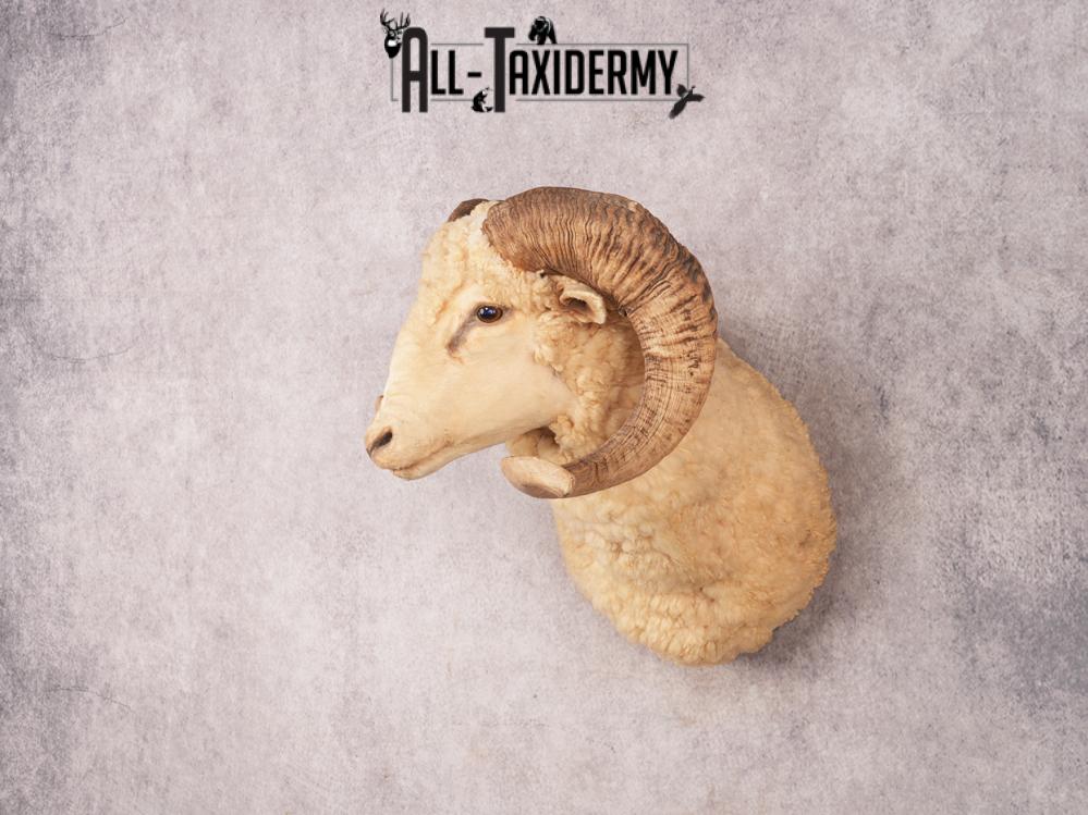 Barbarossa Sheep SKU 3333 - Image 2