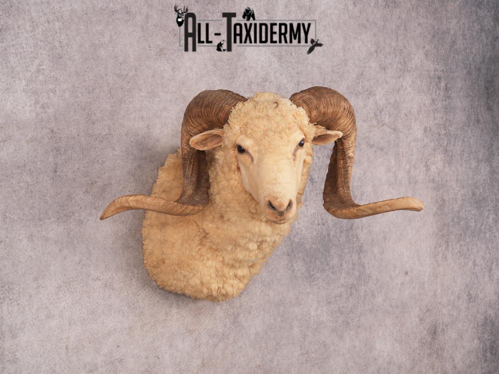 Barbarossa Sheep SKU 3333 - Image 4
