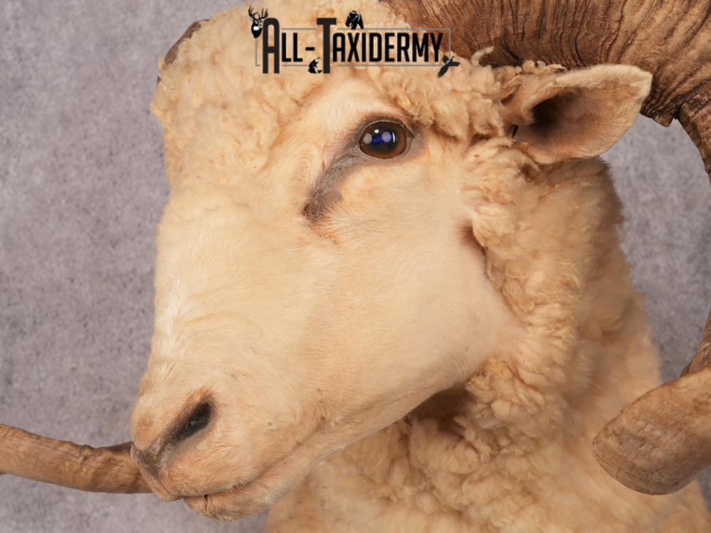 Barbarossa Sheep SKU 3333 - Image 6