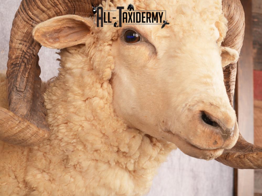 Barbarossa Sheep SKU 3333 - Image 7