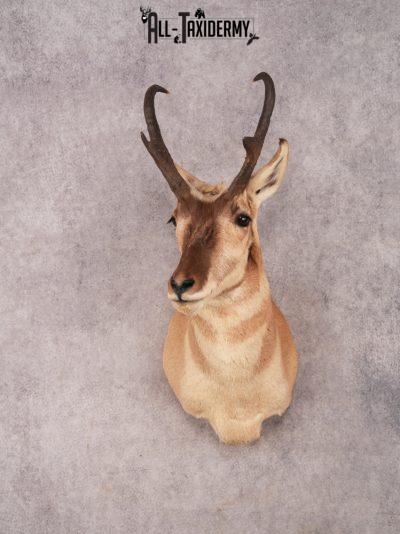 Pronghorn Shoulder Mount SKU 3337