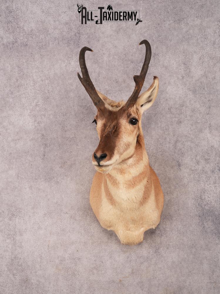 Pronghorn Shoulder Mount SKU 3337