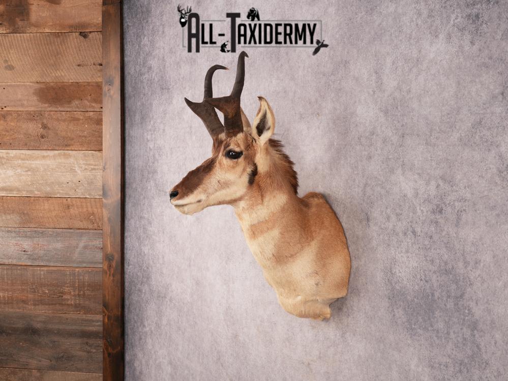 Pronghorn Shoulder Mount SKU 3337 - Image 6
