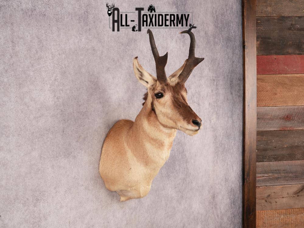 Pronghorn Shoulder Mount SKU 3337 - Image 4