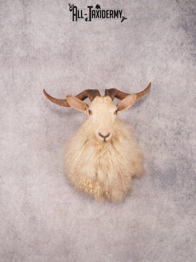 Blonde Catalina Goat Shoulder Mount SKU 3345