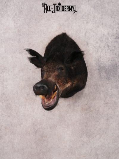 Boar Shoulder Mount SKU 3330