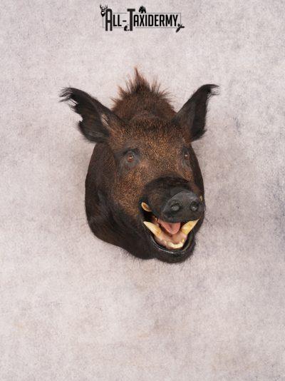 Razorback Boar Shoulder Mount SKU 3335