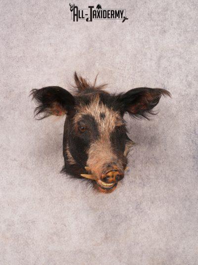 Boar Shoulder Mount SKU 3342