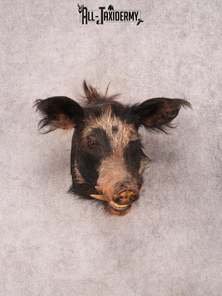 Boar Shoulder Mount SKU 3342