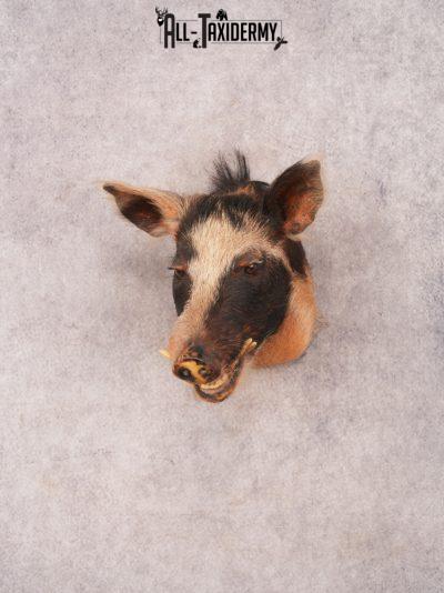Boar Shoulder Mount SKU 3344