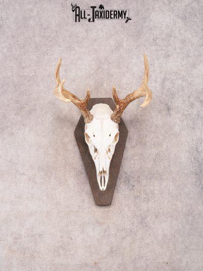 Whitetail Skull on Plaque SKU 3324