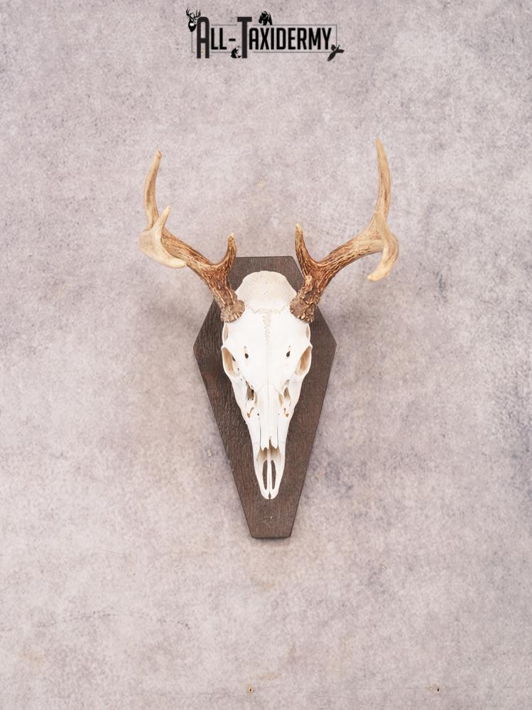 Whitetail Skull on Plaque SKU 3324