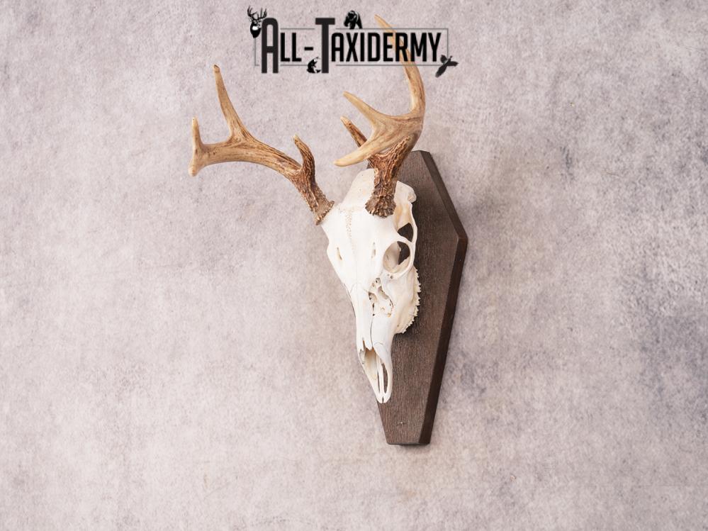 Whitetail Skull on Plaque SKU 3324 - Image 6
