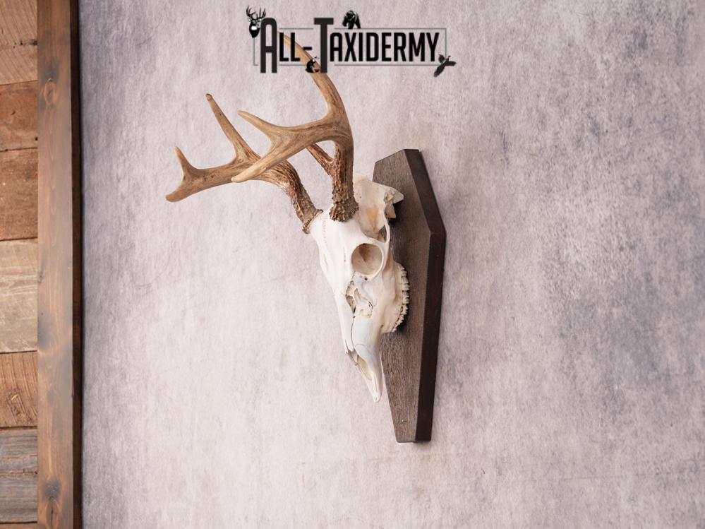 Whitetail Skull on Plaque SKU 3324 - Image 5